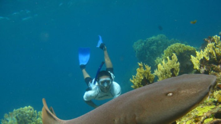 Sharks (93)_685